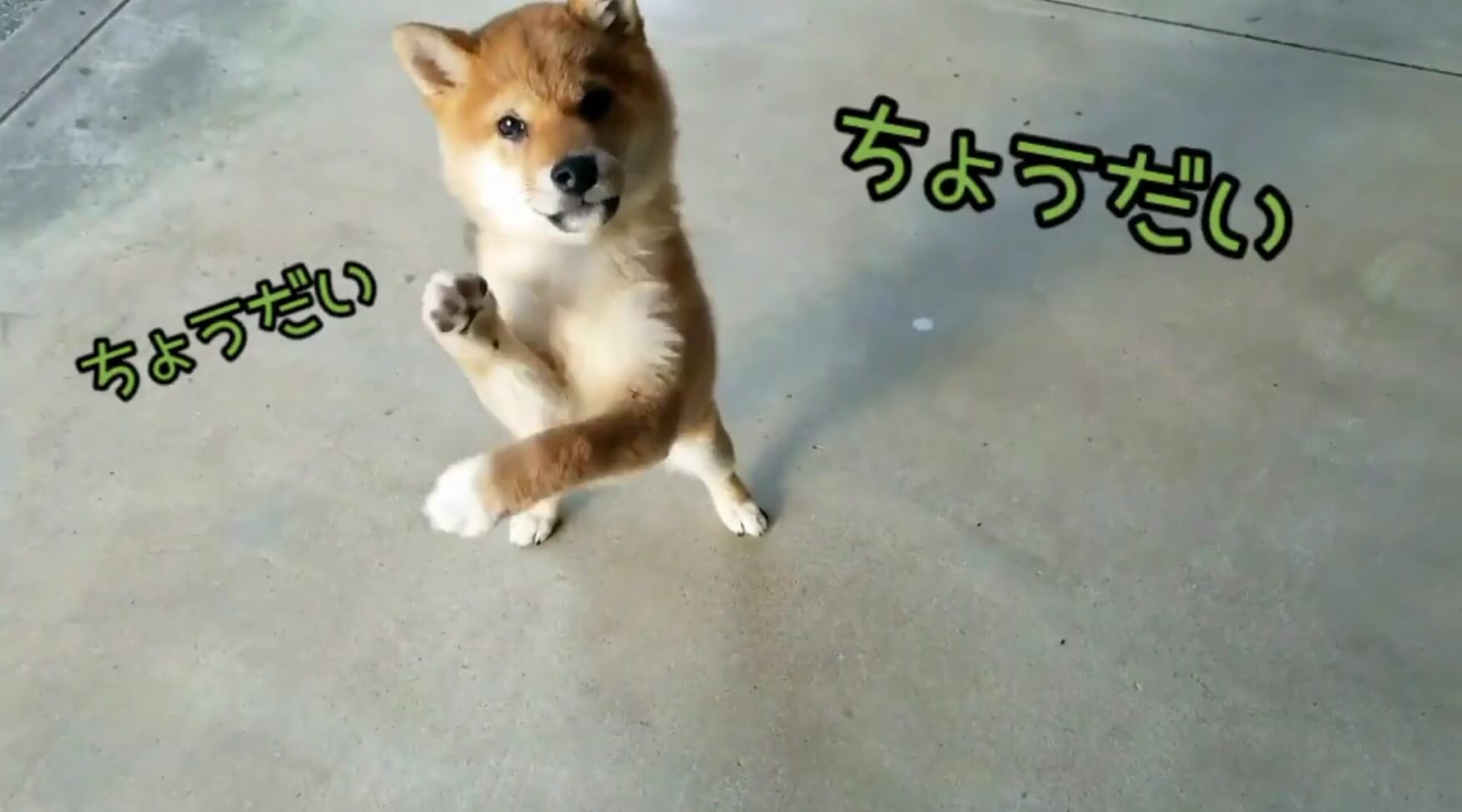 柴犬,YouTube