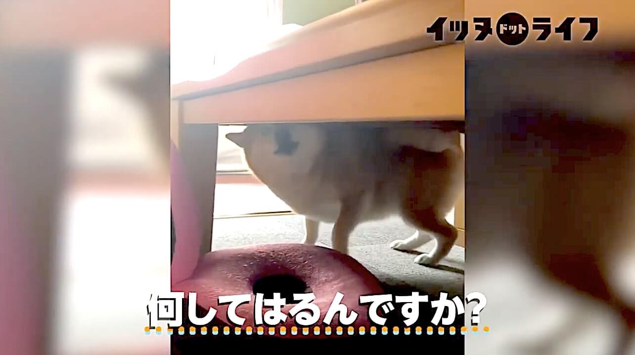 柴犬,動画,イッヌドットライフ