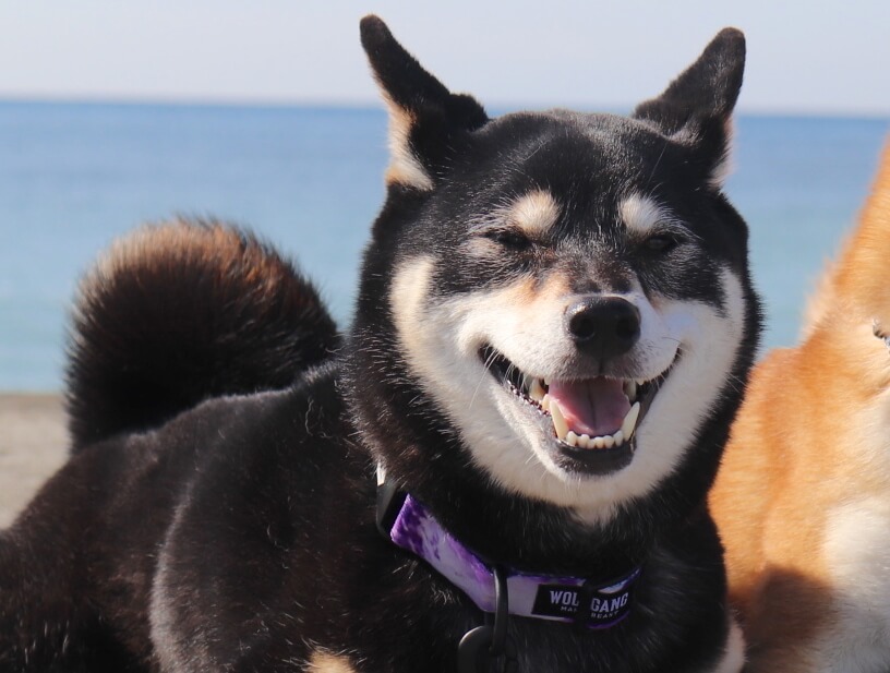 柴犬,ウルフギャング,リード,首輪,ハーネス