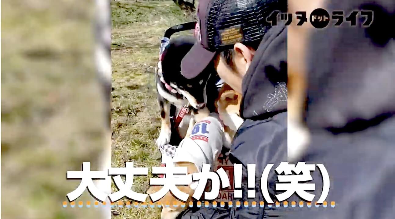 柴犬,動画,イッヌドットライフ