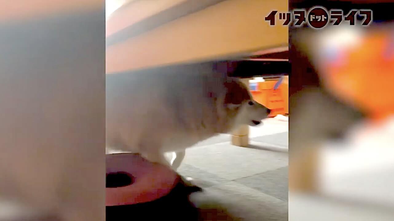 柴犬,動画,イッヌドットライフ