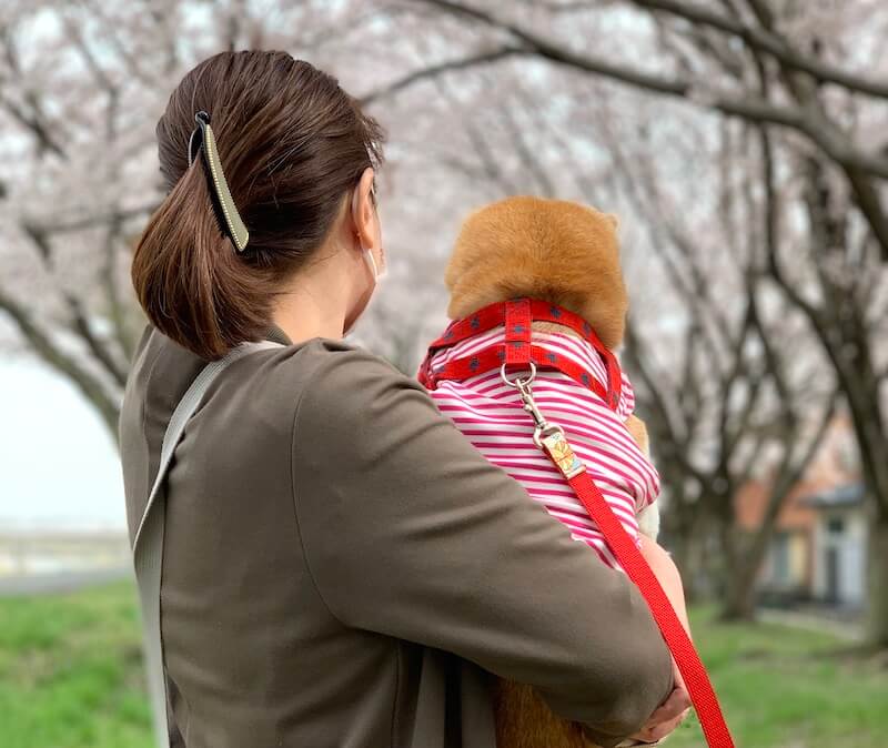 柴犬とその家族