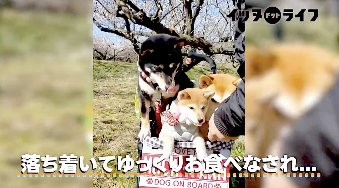 柴犬,動画,イッヌドットライフ