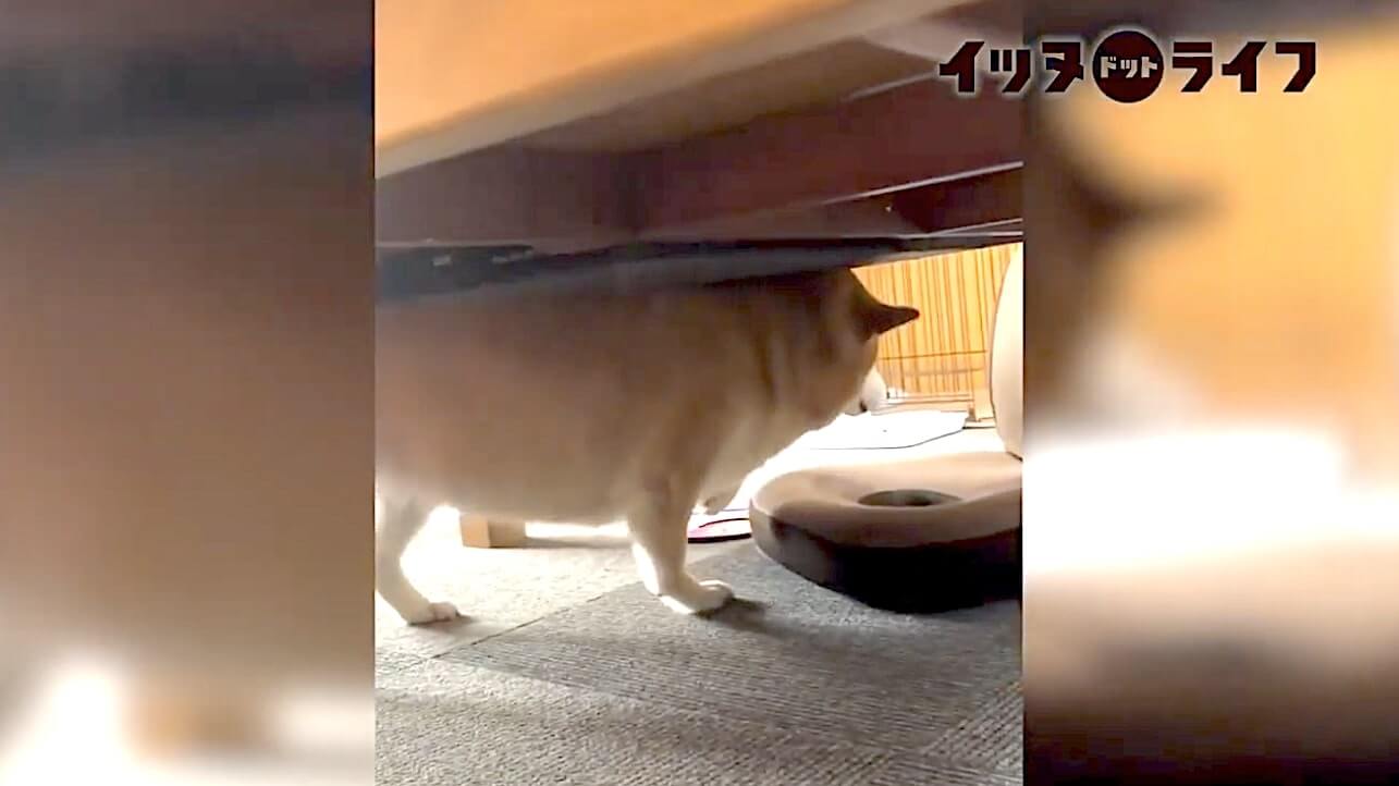 柴犬,動画,イッヌドットライフ