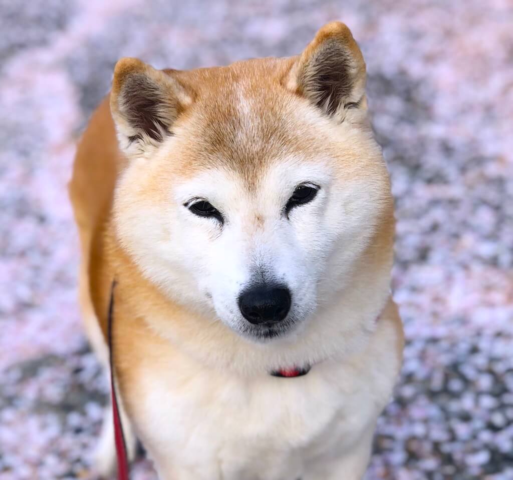 柴犬