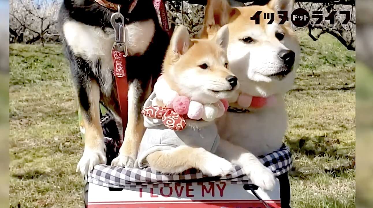 柴犬,動画,イッヌドットライフ