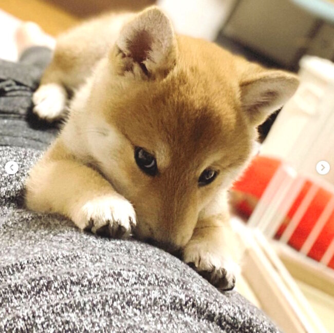 柴犬,Instagram