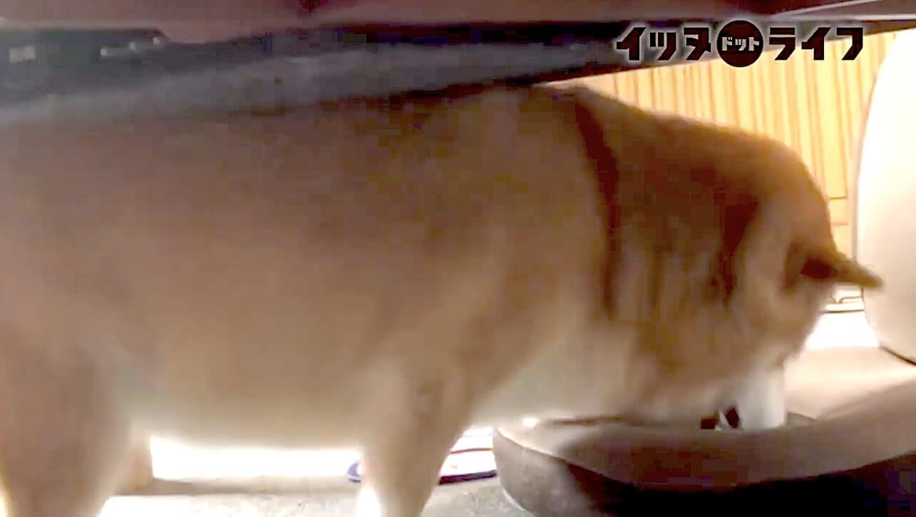 柴犬,動画,イッヌドットライフ