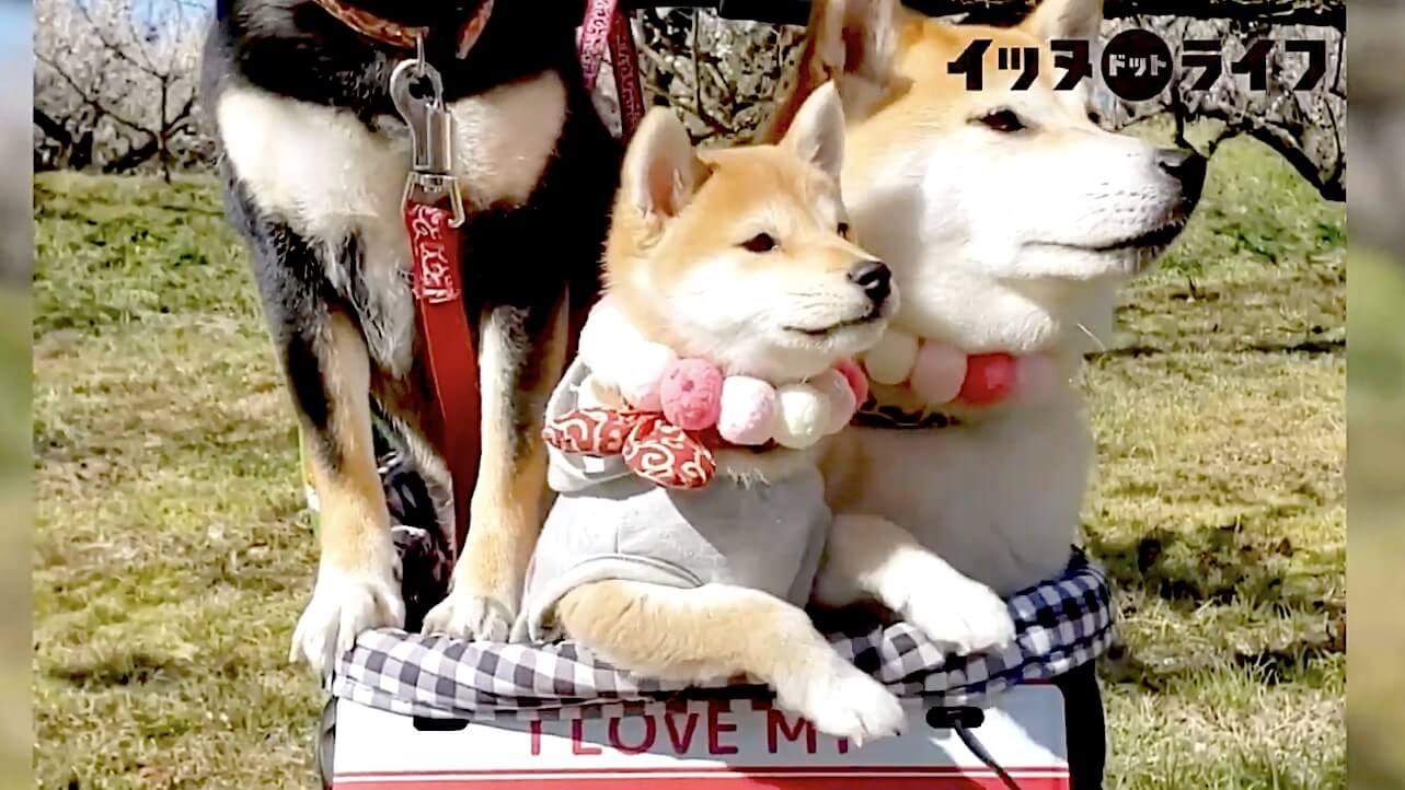 柴犬,動画,イッヌドットライフ