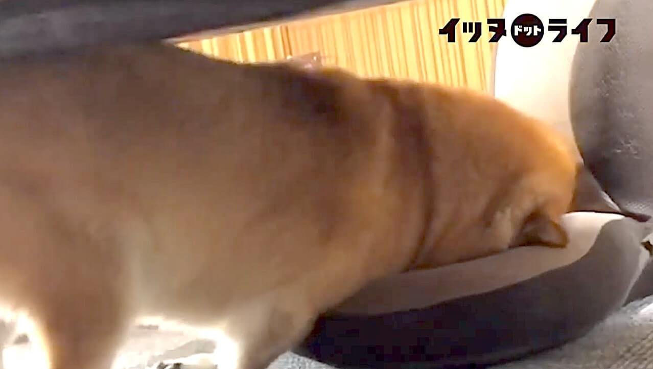 柴犬,動画,イッヌドットライフ