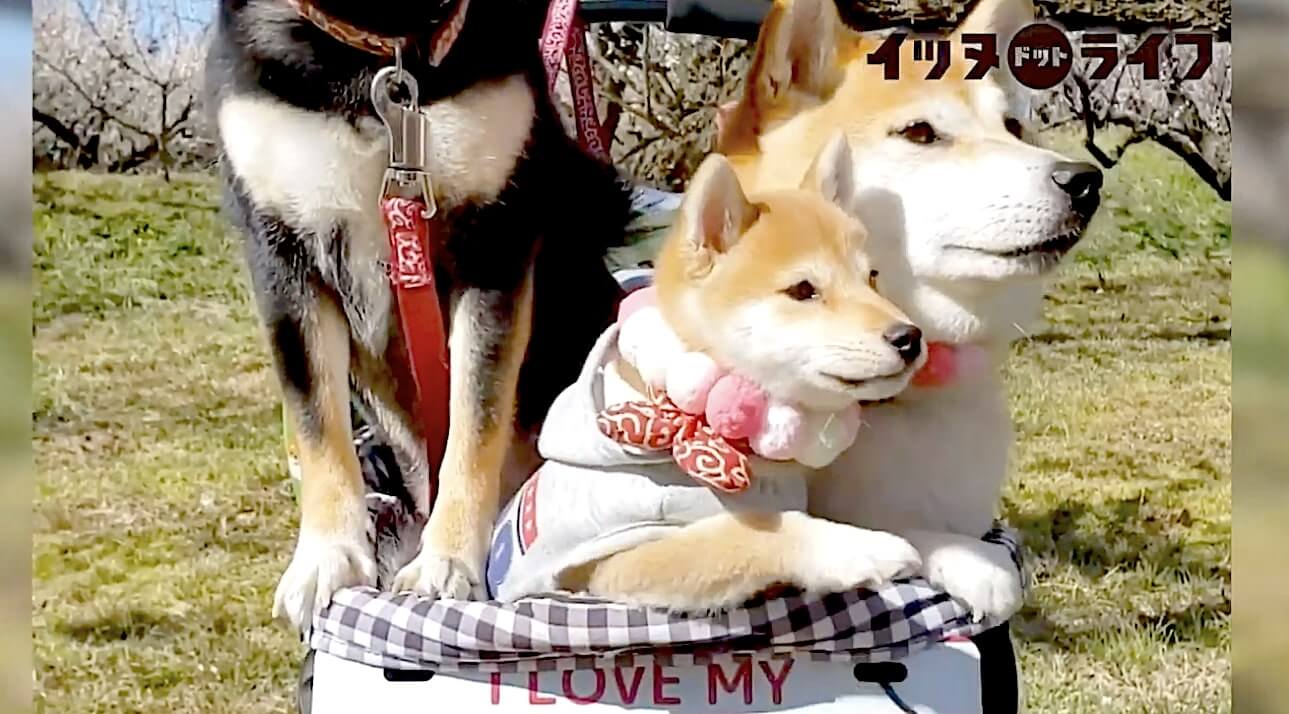 柴犬,動画,イッヌドットライフ