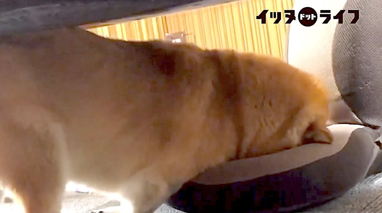 柴犬,動画,イッヌドットライフ