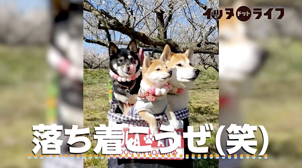 柴犬,動画,イッヌドットライフ