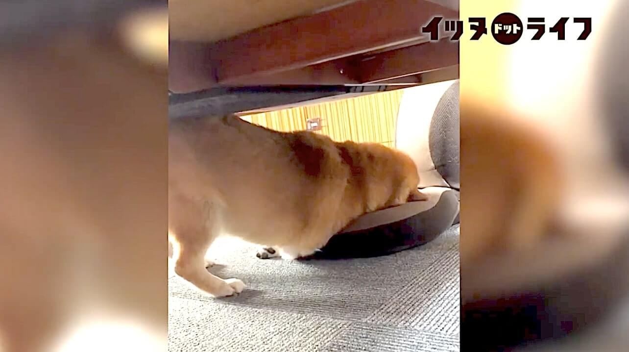 柴犬,動画,イッヌドットライフ