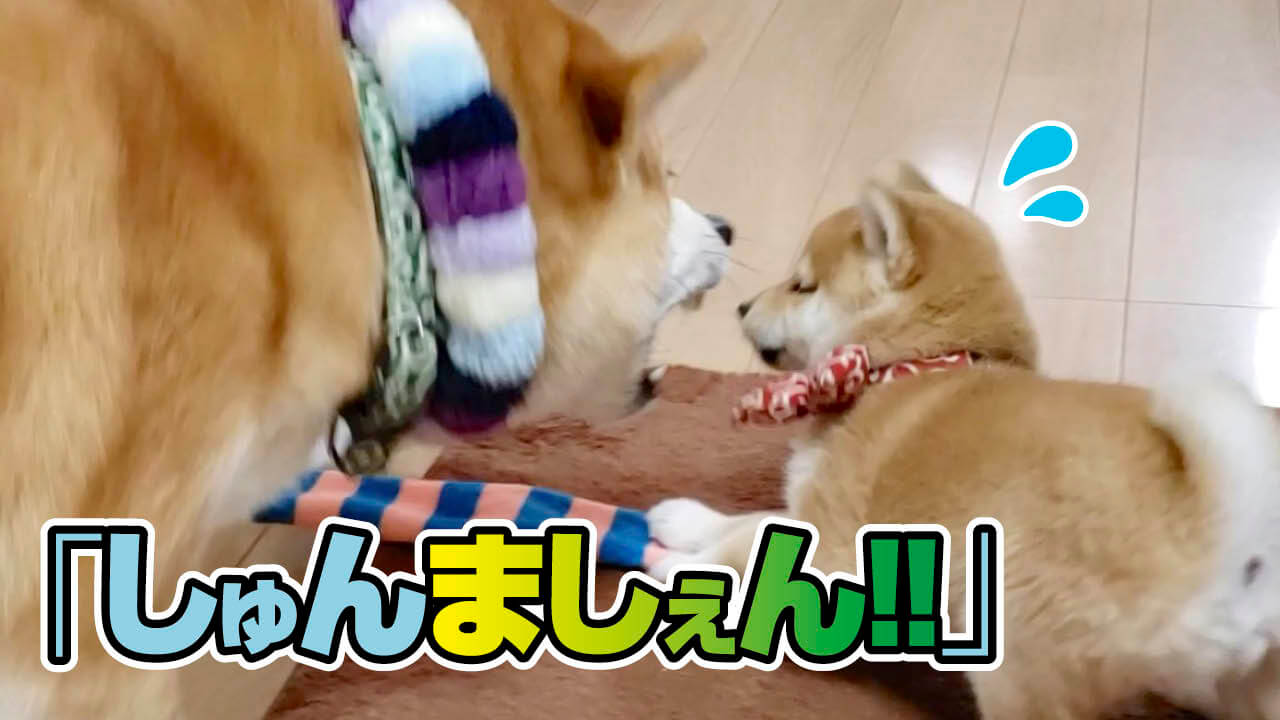 柴犬,イッヌドットライフ