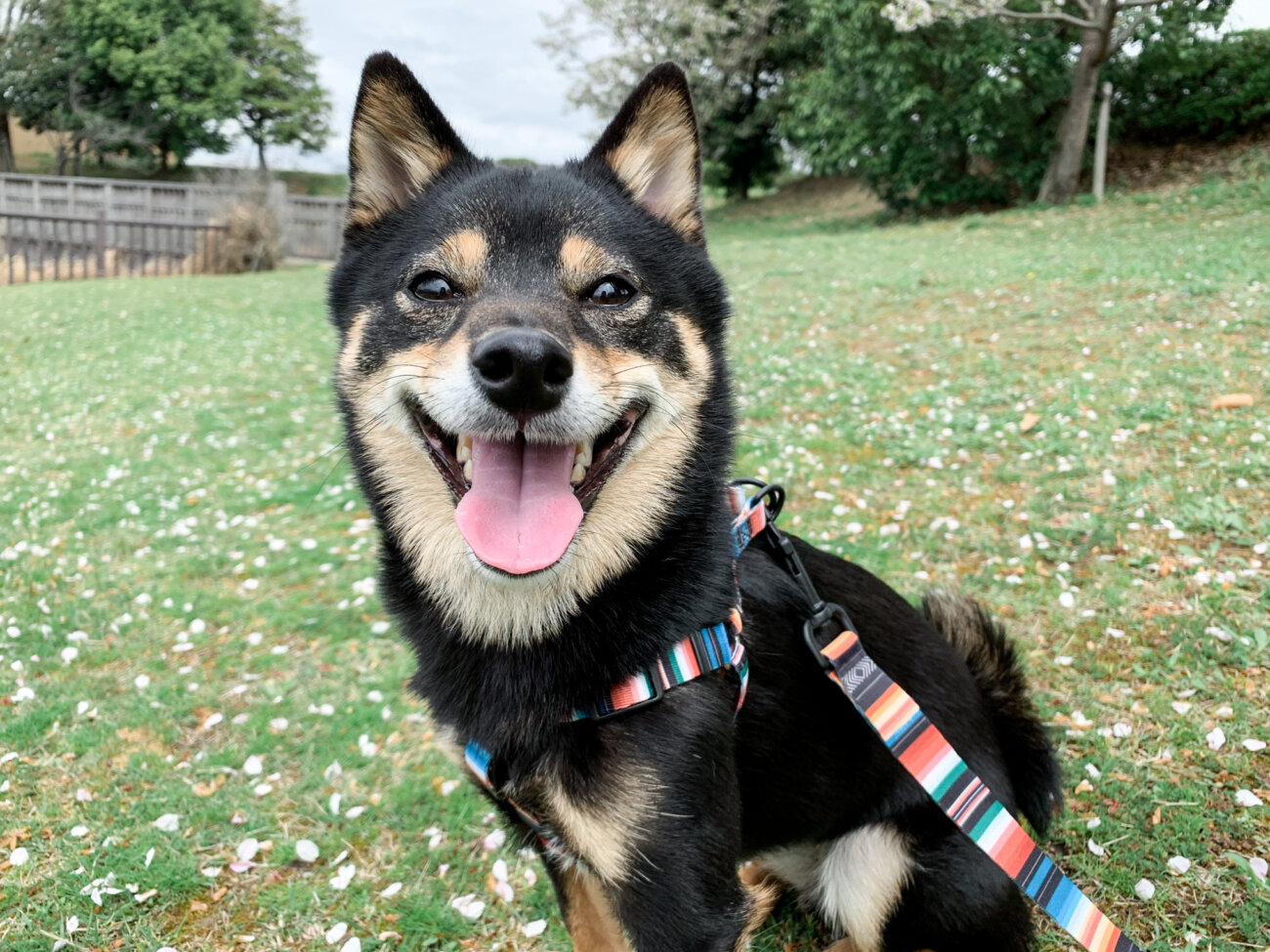 柴犬,ウルフギャング,リード,首輪,ハーネス