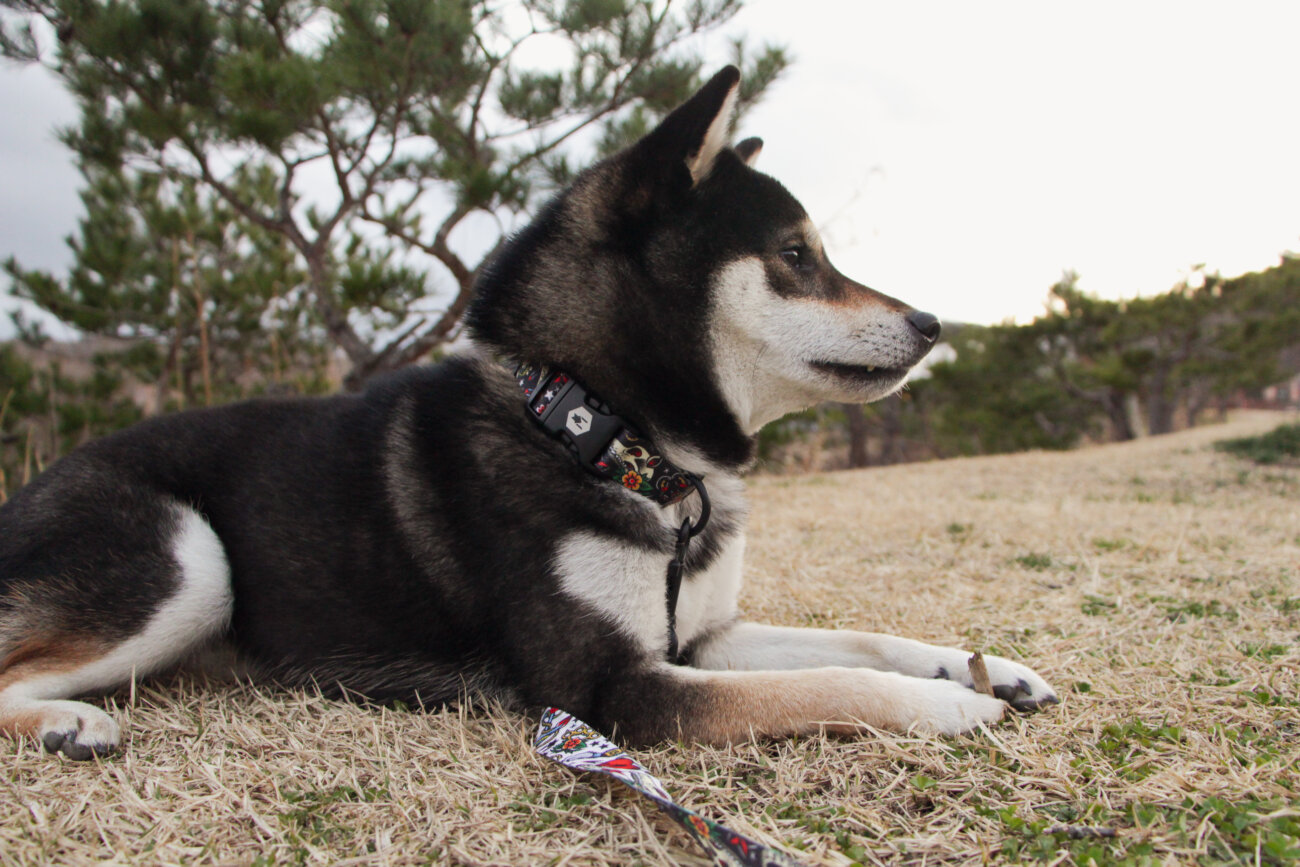 柴犬,ウルフギャング,リード,首輪,ハーネス