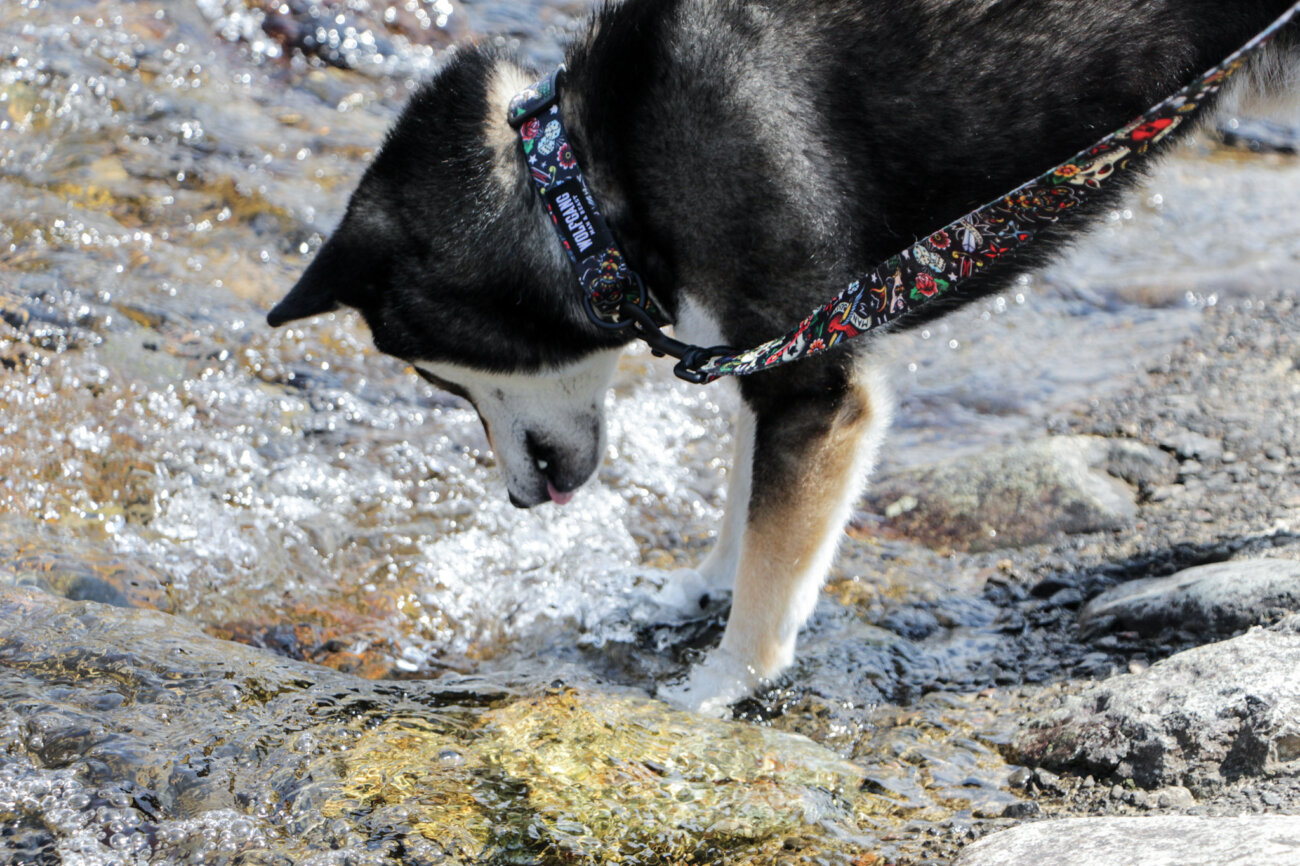 柴犬,ウルフギャング,リード,首輪,ハーネス
