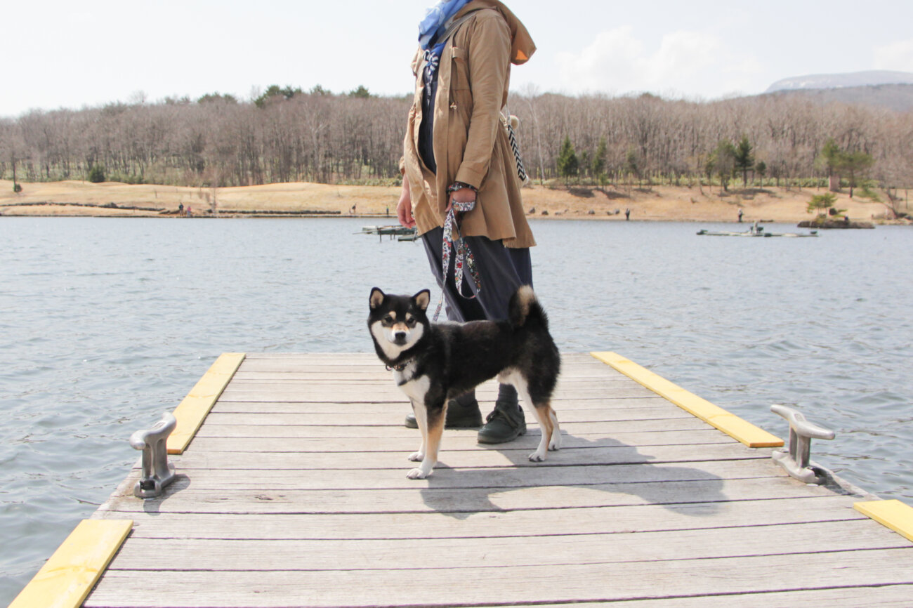 柴犬,ウルフギャング,リード,首輪,ハーネス