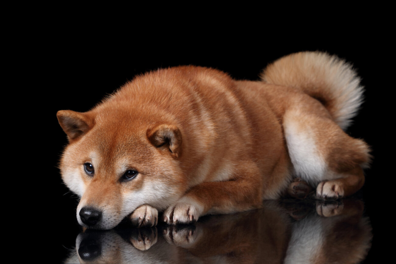 柴犬,アンチノール