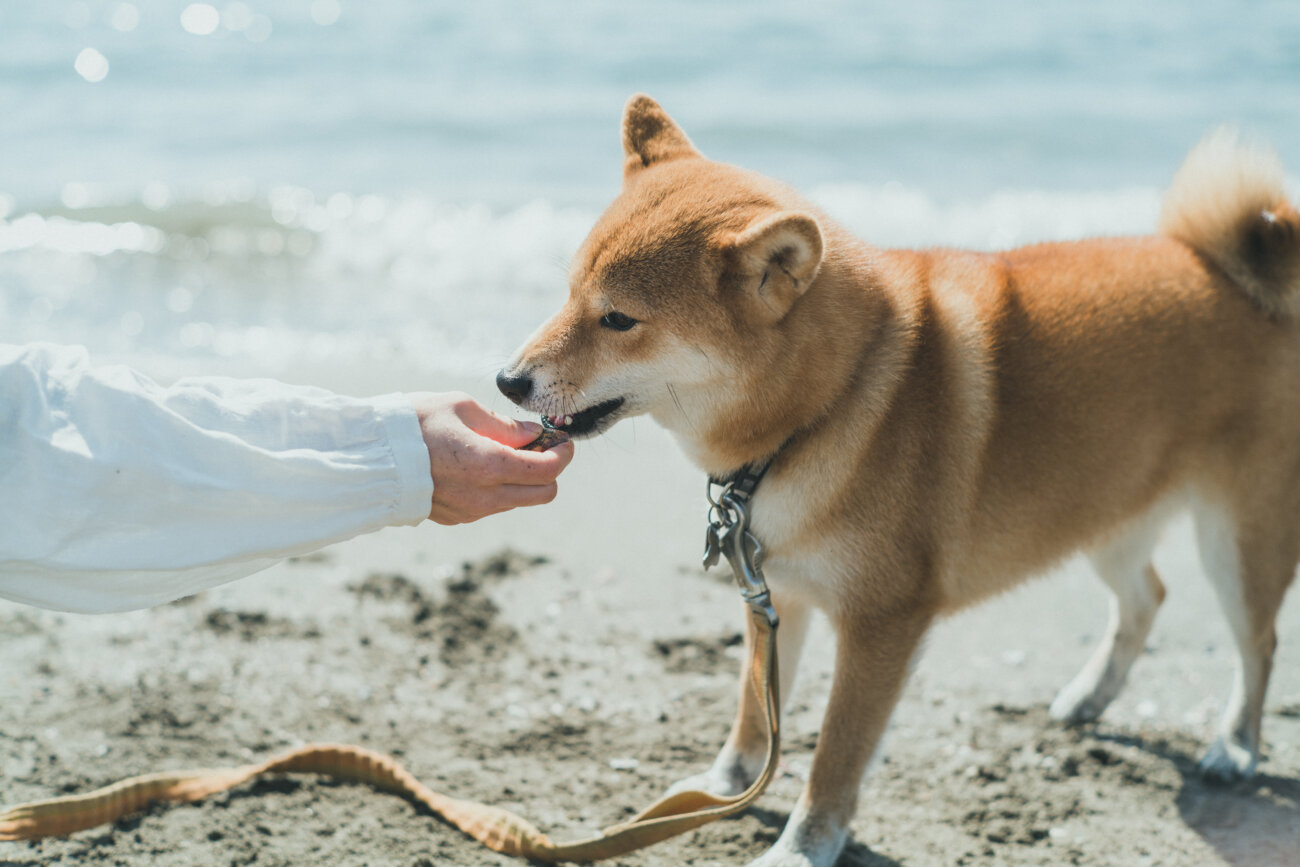 柴犬,モデル,kiki,鎌倉