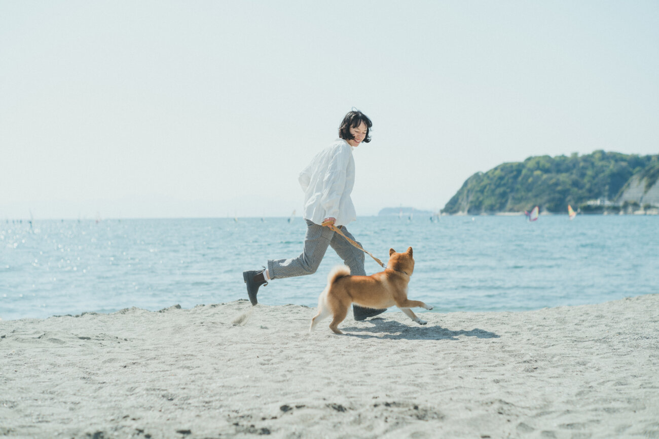 柴犬,モデル,kiki,鎌倉