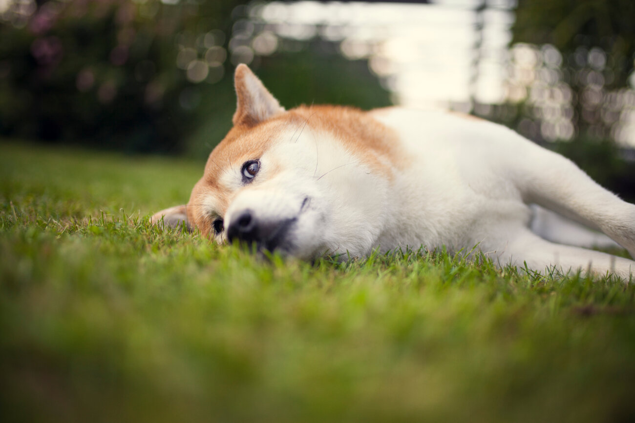 柴犬,アンチノール