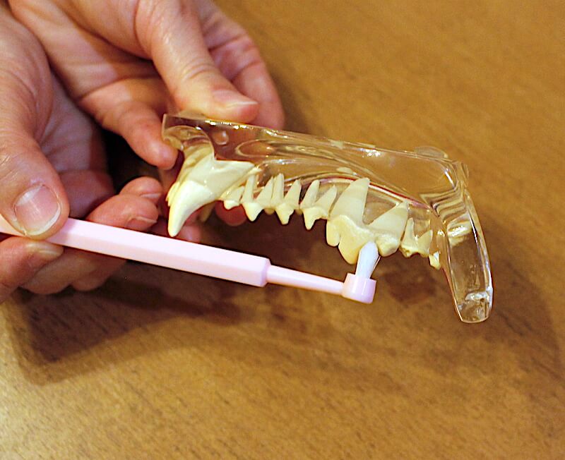 歯ブラシと口腔内模型