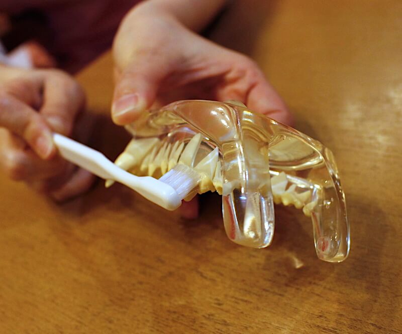 歯ブラシと口腔内模型