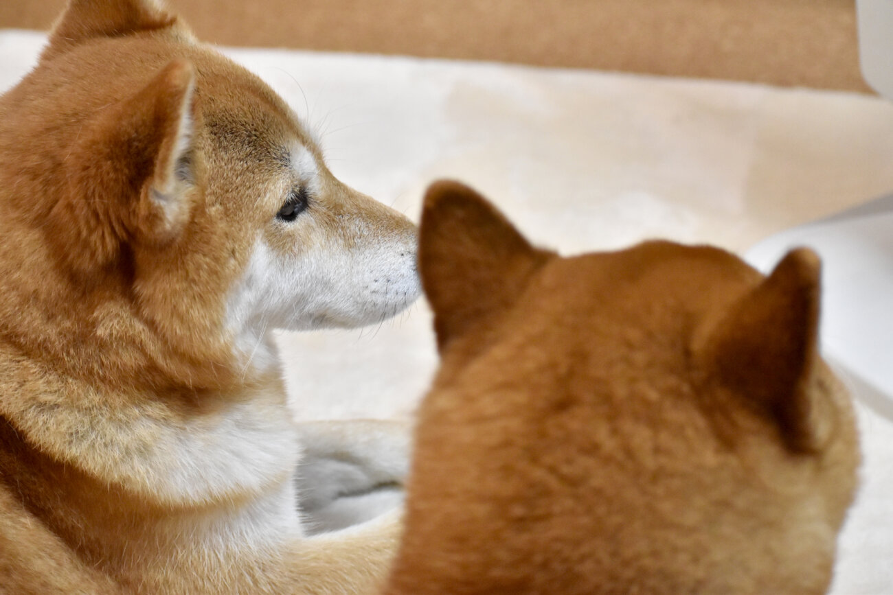 柴犬,パナソニック,ジアイーノ