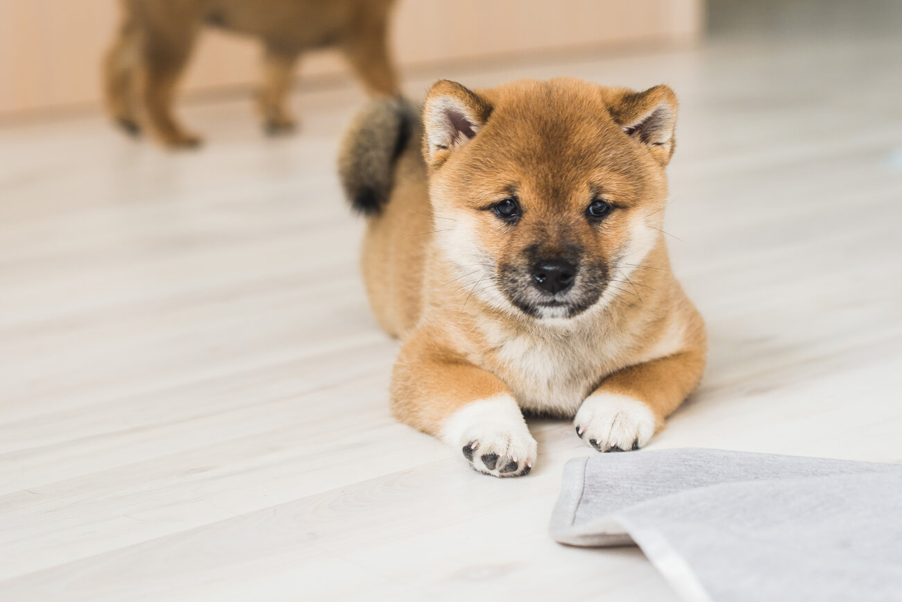 柴犬,アンチノール