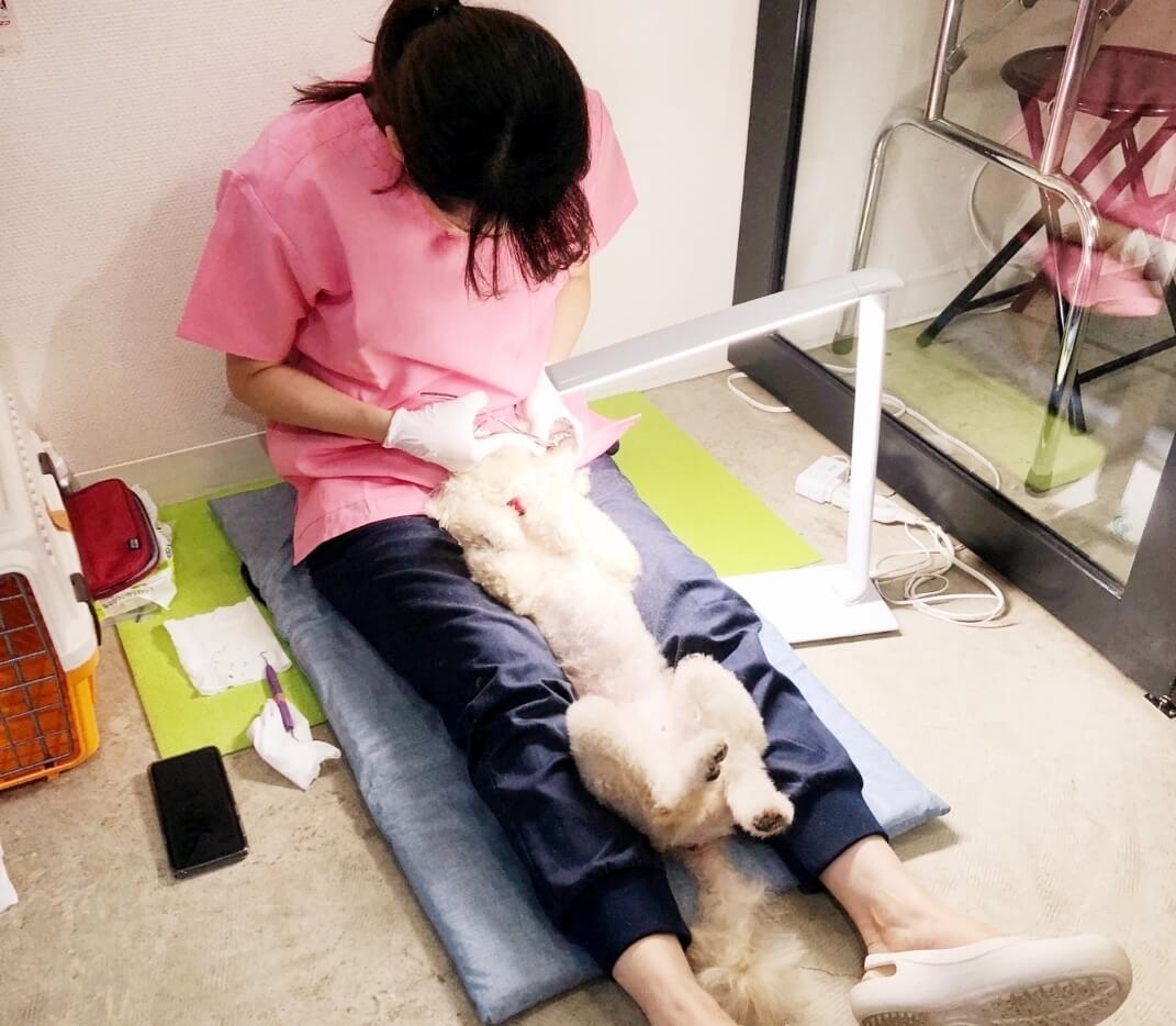 ドッグハイジニスト,犬の口腔ケア