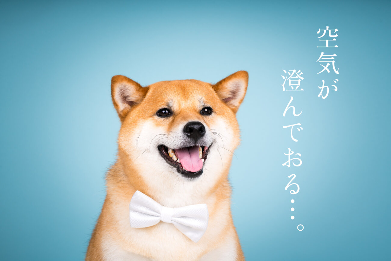 柴犬,パナソニック,ジアイーノ