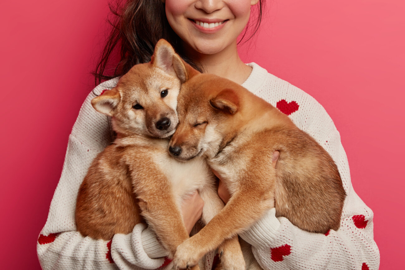 柴犬,パナソニック,ジアイーノ