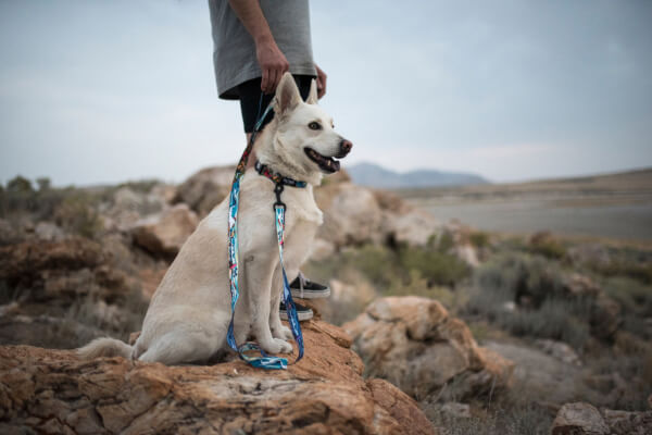 柴犬,ウルフギャング,リード,首輪,ハーネス