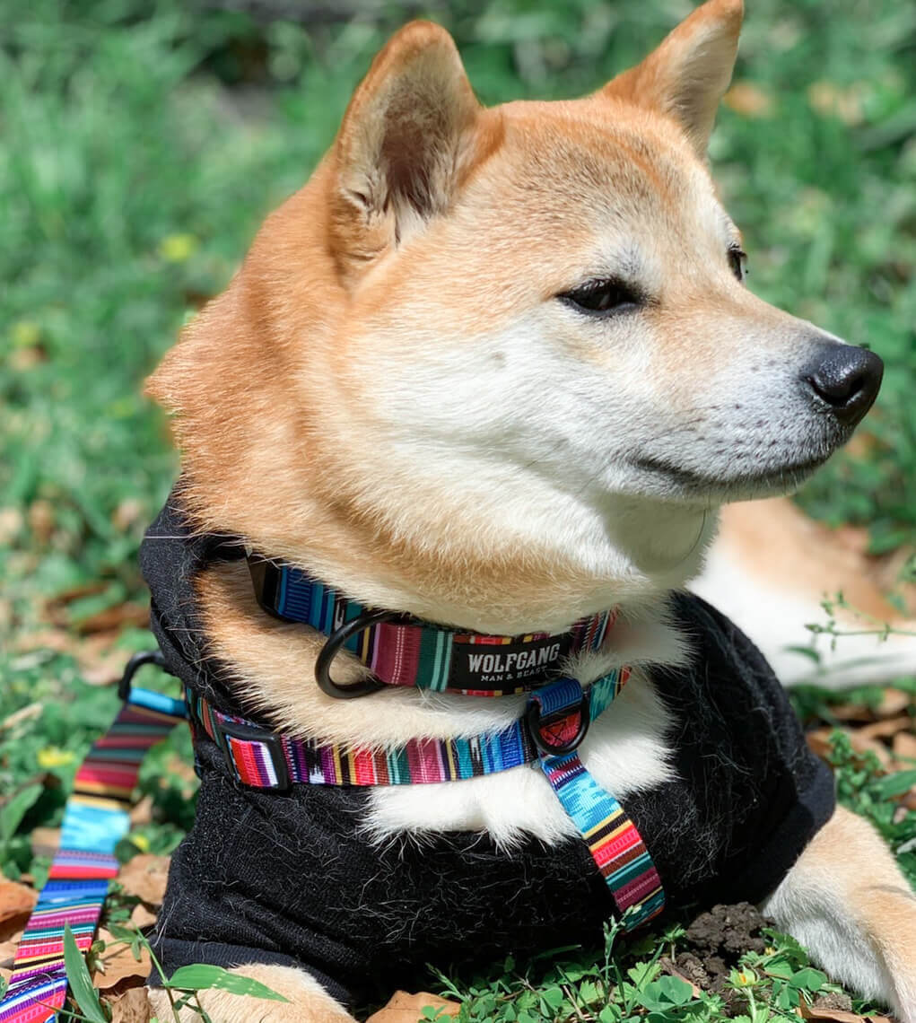 柴犬,ウルフギャング,リード,首輪,ハーネス