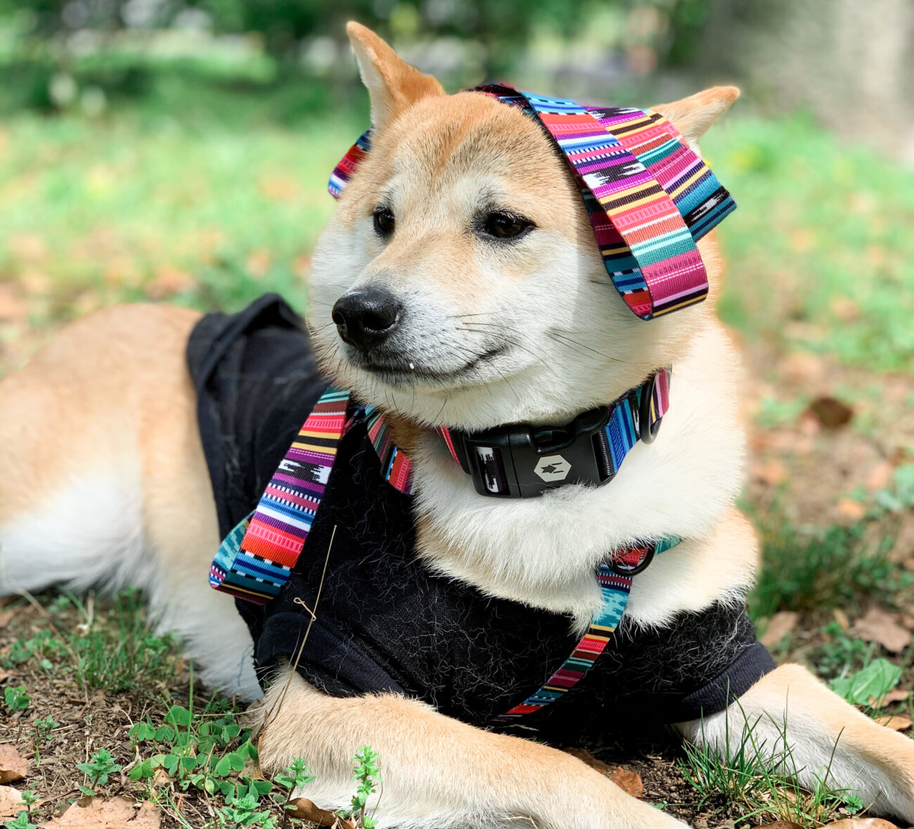 柴犬,ウルフギャング,リード,首輪,ハーネス