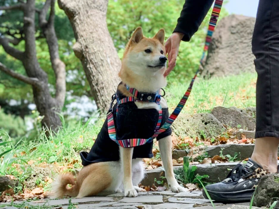 柴犬,ウルフギャング,リード,首輪,ハーネス