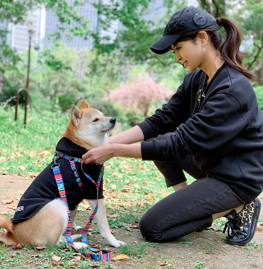 柴犬,ウルフギャング,リード,首輪,ハーネス