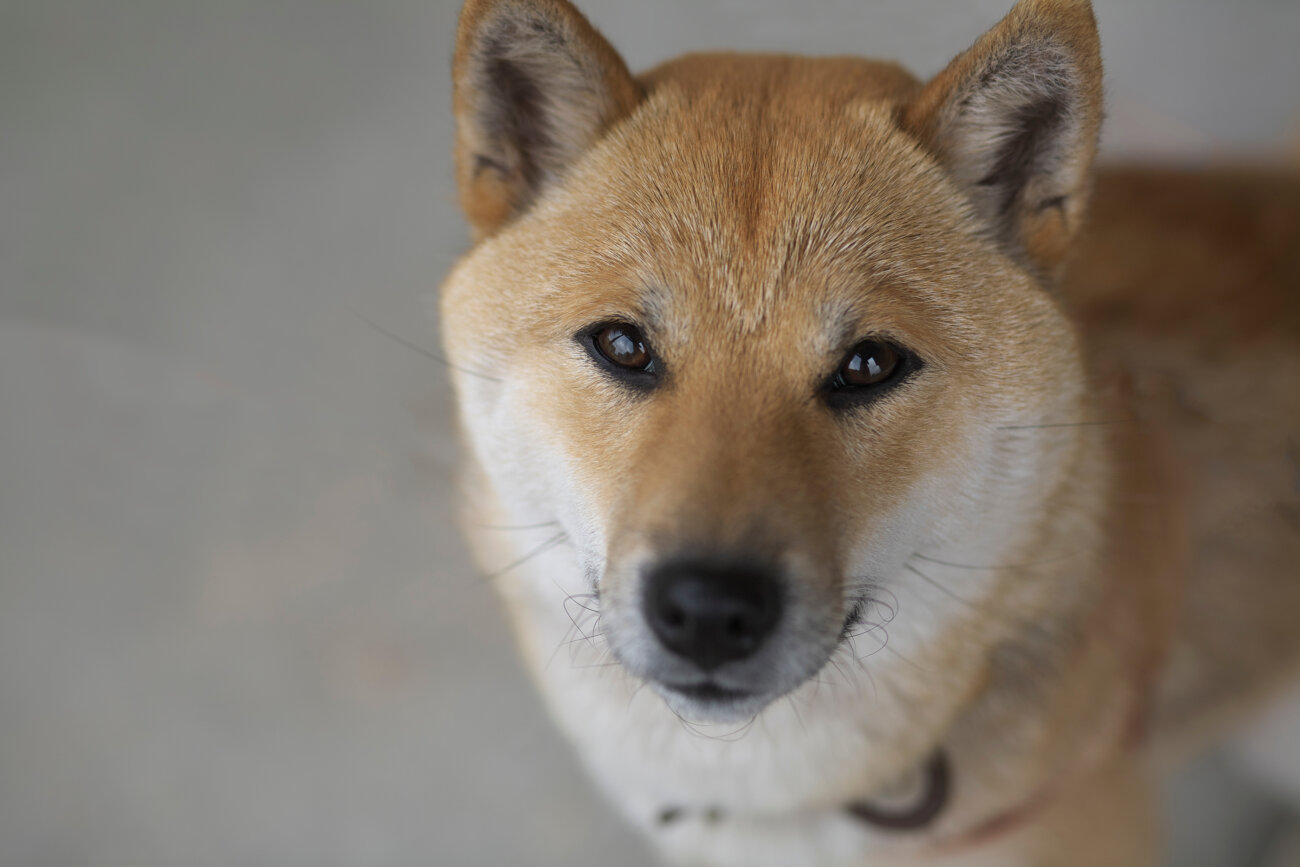 柴犬,アンチノール