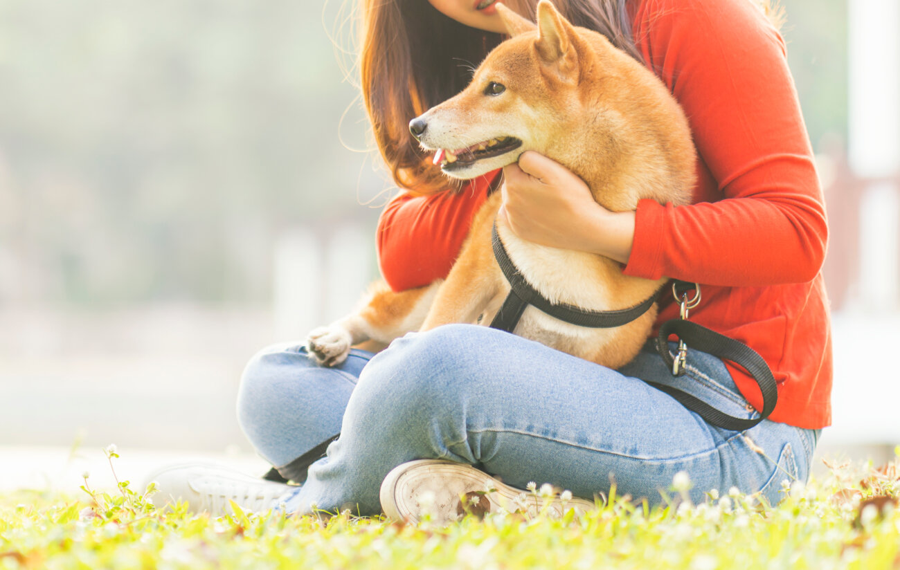 柴犬,アンチノール