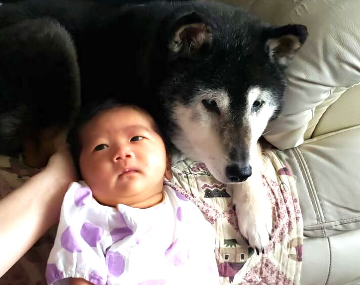 柴犬と赤ちゃん