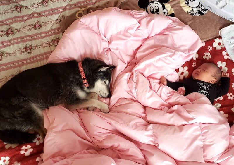 柴犬と赤ちゃん