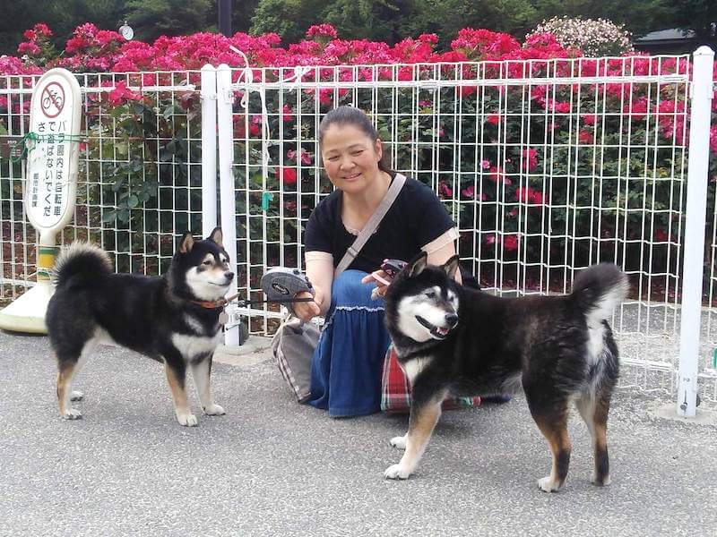 柴犬とオーナー