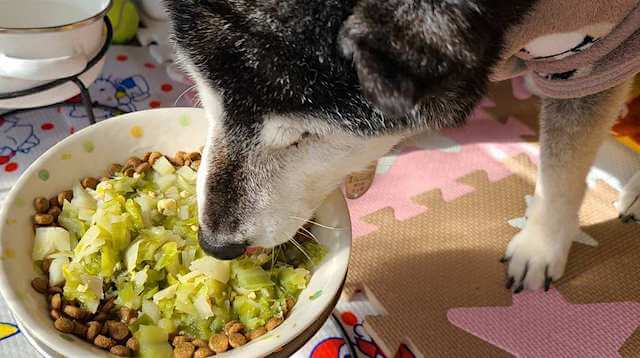 ごはんを食べる柴犬