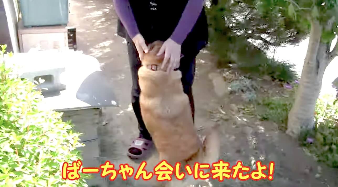 柴犬,YouTube
