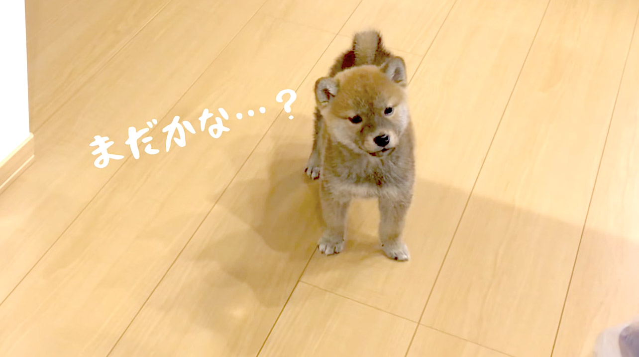 柴犬,YouTube