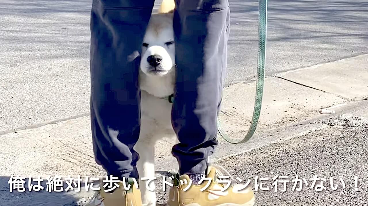 柴犬,YouTube