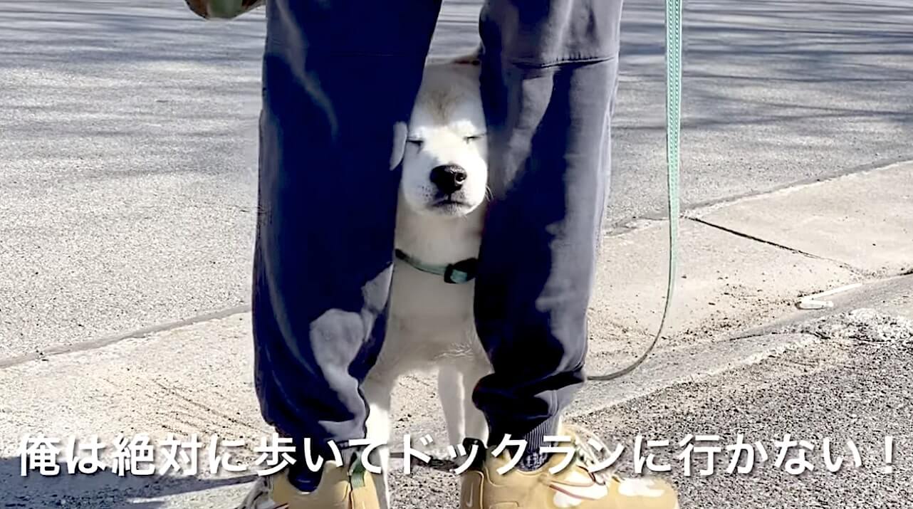 柴犬,YouTube