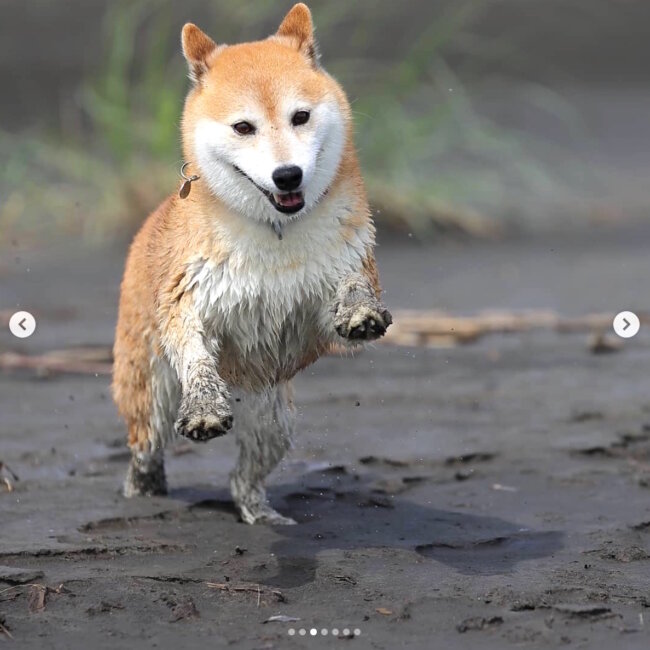 柴犬,Instagram